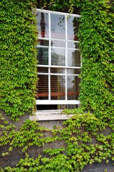 Window with green Ivy border