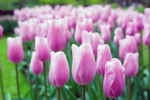 Romantic pink tulip flowers in a sunny green spring park