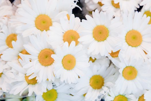 Soft spring flowers natural background