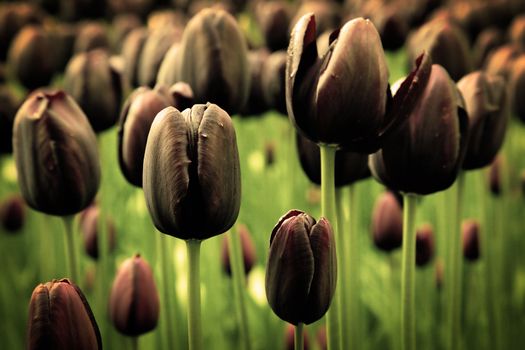 Unique black tulip flowers in green grass in a sunny day. Vintage mood