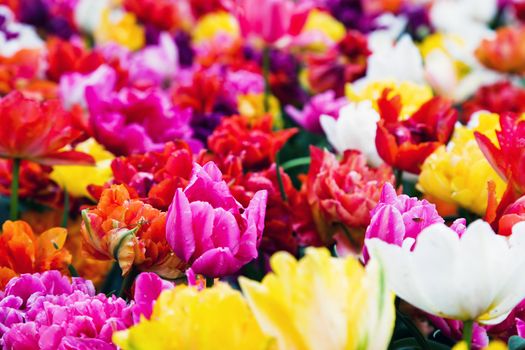Colorful fresh flowers in a sunny day, background