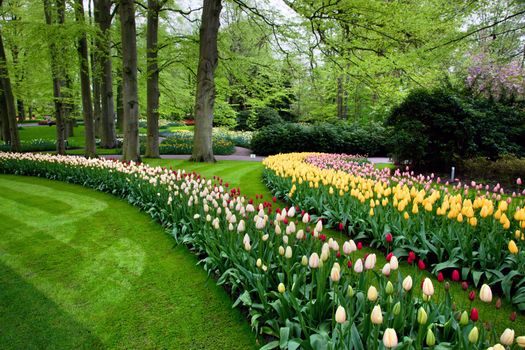 Colorful spring summer park with tulip flowers in a sunny day