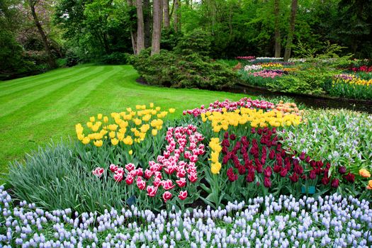 Colorful tulip flowers in a sunny green spring park