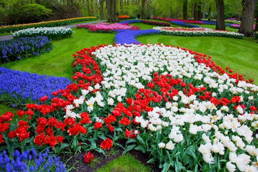 Colorful tulip flowers in a sunny green spring park