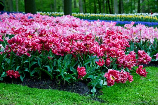 Romantic pink tulip flowers in a sunny green spring park
