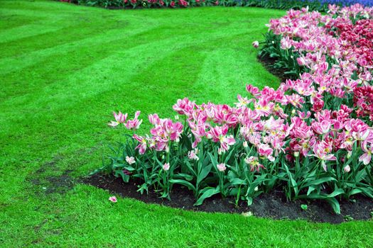 Romantic pink tulip flowers in a sunny green spring park