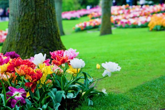 Colorful flowers in sunny spring park, garden