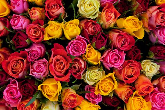 Colorful roses background. Beautiful, high quality, good for holidays, valentines's gift.