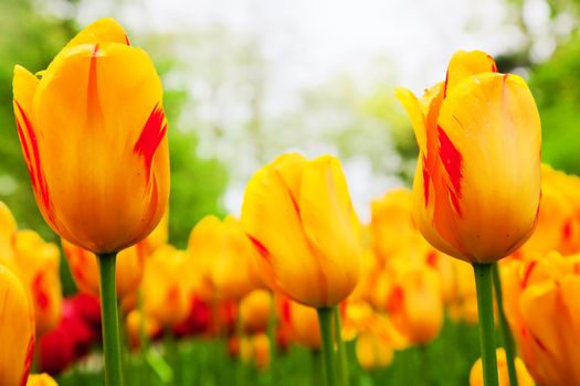 Colorful tulip flowers in a sunny green spring park