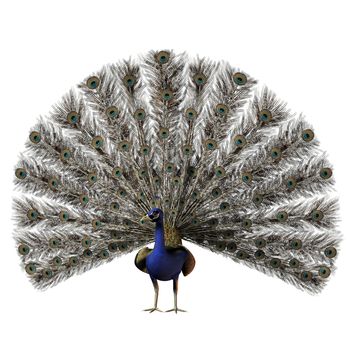 The beautiful male peacock with a full display of all his tail feathers.