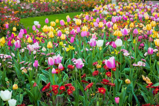 Colorful spring summer garden with tulip flowers in a sunny day