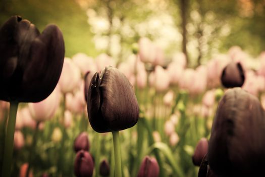 Unique black tulip flowers in green grass in a sunny day. Vintage mood