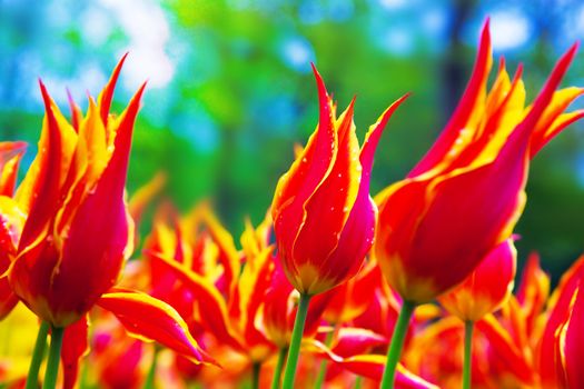 Colorful tulip flowers in a sunny green spring park