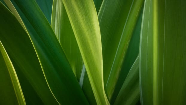 Abstract green leaf for web page background