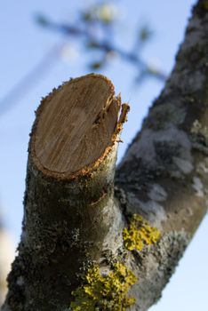 freshly sawn apple twig in spring