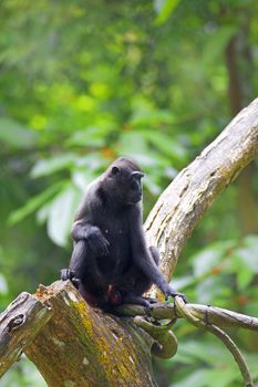 Crested Black Macaque on a branch in the forest