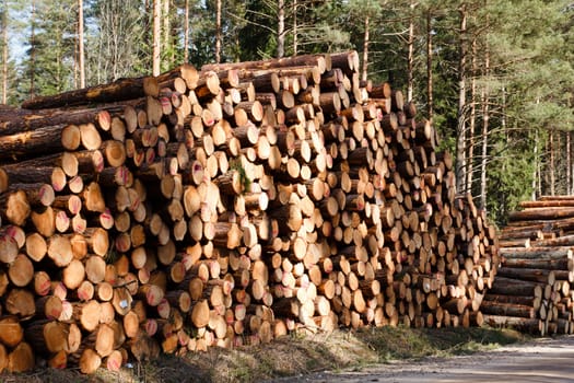 freshly sawn logs at rural roadside