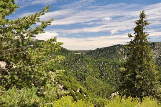 View of the forest near Big Bear lake in Southern California.