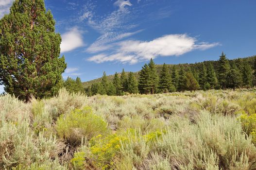 View of the San Gorgonio wilderness area. Located high up in the San Bernardino mountains of Southern California.