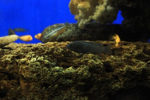 aquarium with several fishes over blue