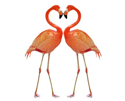 two pink flamingoes making heart with necks