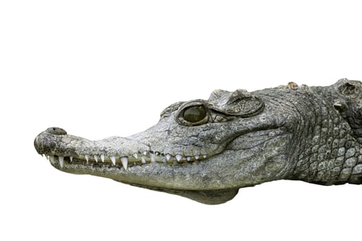 close up of crocodile head over white