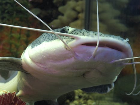 catfish in aquarium