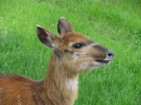 young deer over grass