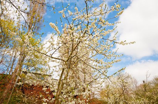 Springtime cherry blossoms