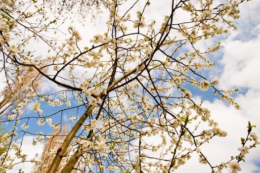 Springtime cherry blossoms