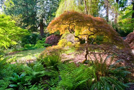 Seattle Park during spring