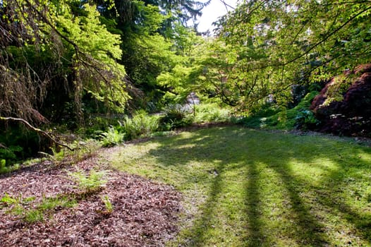 Seattle Park during spring