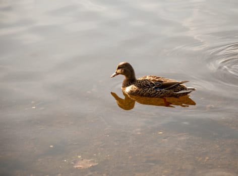 Duck floating in a pond