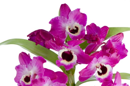 Closeup of beautiful Orchid flowers.