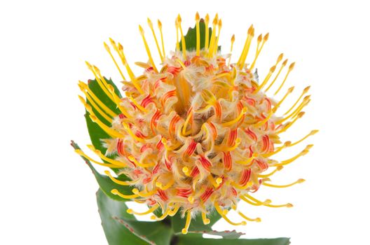 Pincushion Protea closeup isolated on white background.