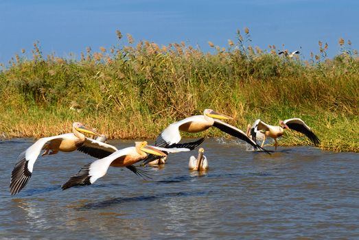 a group of pelicans in the Djoudj reserve, Senegal