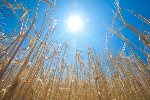 growing wheat and sun in the sky