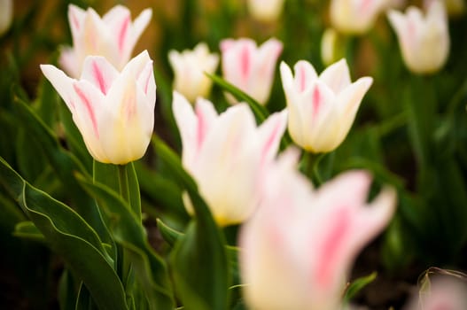 Bright tulips in a city park