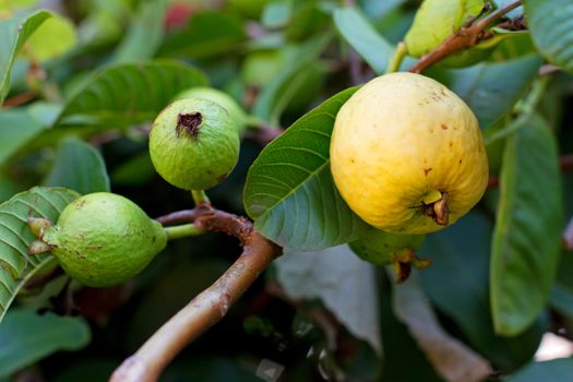 Close up on a guava on a tree