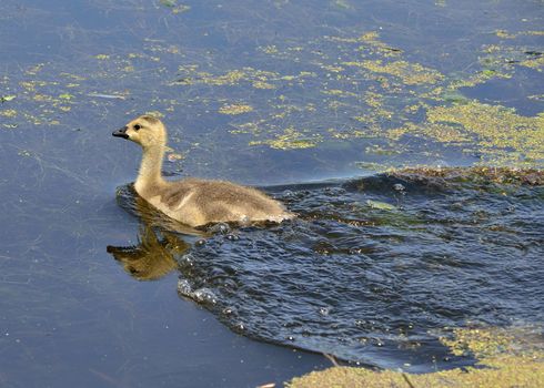 A Canada goose gosling floating in a body of water.