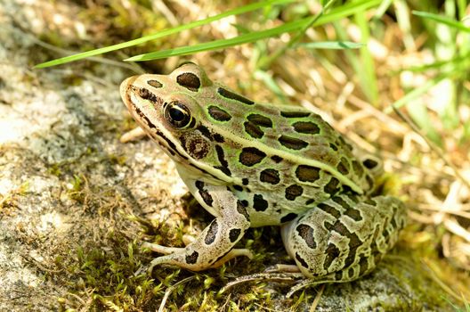 Leopard Frog sitting on a moss covered rock.