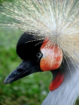 crowned crane head