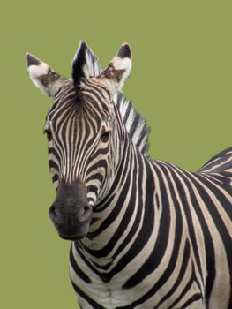 portrait of zebra