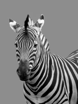 portrait of zebra