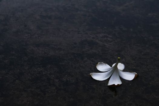 frangipani on rainy day