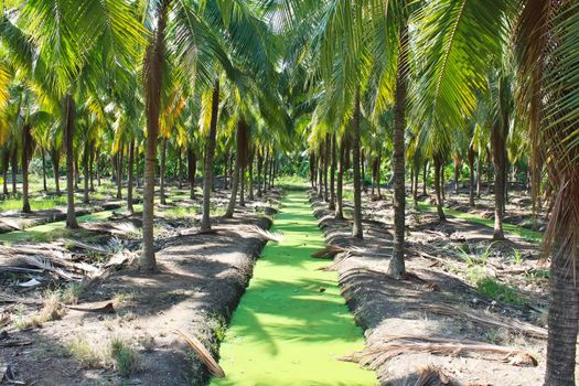 The line of sugar palm trees