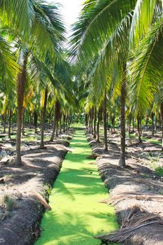 The line of sugar palm trees