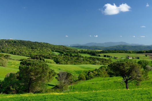 Green and beautiful tuscan landscape in spring time