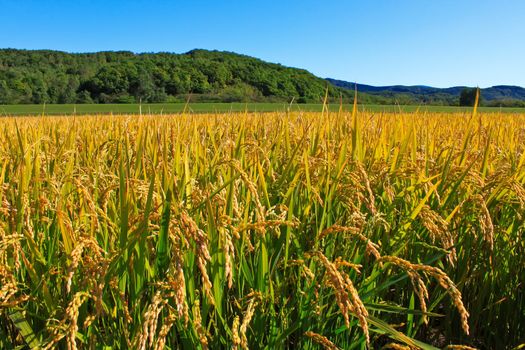 Paddy field in hokkaido , japan