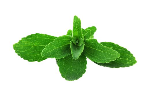 Stevia leaves isolated on a white background with clipping path included.
